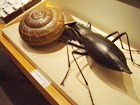 クリックしてね